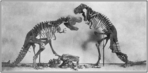 Fig. 15.: Model of Tyrannosaurus group for the
Cretaceous Dinosaur Hall.